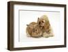 Buff American Cocker Spaniel Puppy, China, 10 Weeks, with Sandy Lionhead-Cross Rabbit-Mark Taylor-Framed Photographic Print