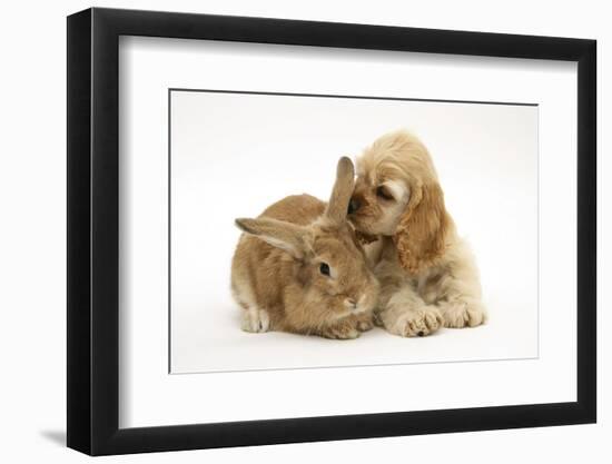 Buff American Cocker Spaniel Puppy, China, 10 Weeks, with Sandy Lionhead-Cross Rabbit-Mark Taylor-Framed Photographic Print