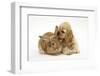 Buff American Cocker Spaniel Puppy, China, 10 Weeks, with Sandy Lionhead-Cross Rabbit-Mark Taylor-Framed Photographic Print