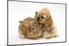 Buff American Cocker Spaniel Puppy, China, 10 Weeks, with Sandy Lionhead-Cross Rabbit-Mark Taylor-Mounted Photographic Print