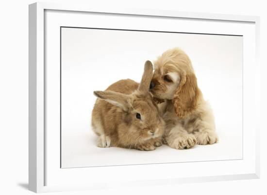 Buff American Cocker Spaniel Puppy, China, 10 Weeks, with Sandy Lionhead-Cross Rabbit-Mark Taylor-Framed Photographic Print