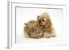 Buff American Cocker Spaniel Puppy, China, 10 Weeks, with Sandy Lionhead-Cross Rabbit-Mark Taylor-Framed Photographic Print