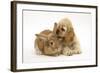 Buff American Cocker Spaniel Puppy, China, 10 Weeks, with Sandy Lionhead-Cross Rabbit-Mark Taylor-Framed Photographic Print