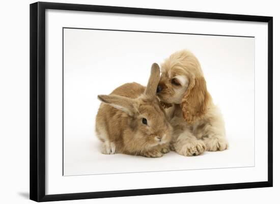 Buff American Cocker Spaniel Puppy, China, 10 Weeks, with Sandy Lionhead-Cross Rabbit-Mark Taylor-Framed Photographic Print