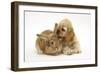 Buff American Cocker Spaniel Puppy, China, 10 Weeks, with Sandy Lionhead-Cross Rabbit-Mark Taylor-Framed Photographic Print