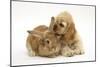 Buff American Cocker Spaniel Puppy, China, 10 Weeks, with Sandy Lionhead-Cross Rabbit-Mark Taylor-Mounted Photographic Print