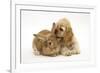 Buff American Cocker Spaniel Puppy, China, 10 Weeks, with Sandy Lionhead-Cross Rabbit-Mark Taylor-Framed Photographic Print