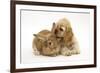 Buff American Cocker Spaniel Puppy, China, 10 Weeks, with Sandy Lionhead-Cross Rabbit-Mark Taylor-Framed Photographic Print