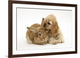 Buff American Cocker Spaniel Puppy, China, 10 Weeks, with Sandy Lionhead-Cross Rabbit-Mark Taylor-Framed Photographic Print