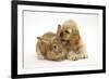 Buff American Cocker Spaniel Puppy, China, 10 Weeks, with Sandy Lionhead-Cross Rabbit-Mark Taylor-Framed Photographic Print