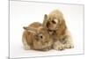 Buff American Cocker Spaniel Puppy, China, 10 Weeks, with Sandy Lionhead-Cross Rabbit-Mark Taylor-Mounted Photographic Print