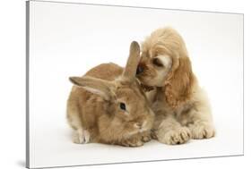 Buff American Cocker Spaniel Puppy, China, 10 Weeks, with Sandy Lionhead-Cross Rabbit-Mark Taylor-Stretched Canvas