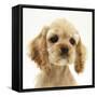 Buff American Cocker Spaniel Puppy, China, 10 Weeks-Mark Taylor-Framed Stretched Canvas