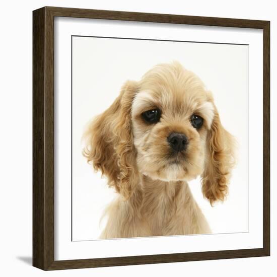 Buff American Cocker Spaniel Puppy, China, 10 Weeks-Mark Taylor-Framed Photographic Print