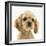 Buff American Cocker Spaniel Puppy, China, 10 Weeks-Mark Taylor-Framed Photographic Print