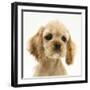 Buff American Cocker Spaniel Puppy, China, 10 Weeks-Mark Taylor-Framed Photographic Print