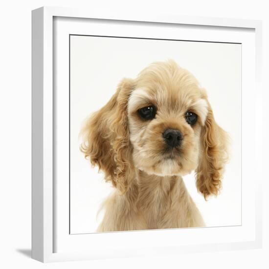 Buff American Cocker Spaniel Puppy, China, 10 Weeks-Mark Taylor-Framed Photographic Print