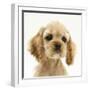 Buff American Cocker Spaniel Puppy, China, 10 Weeks-Mark Taylor-Framed Photographic Print