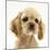 Buff American Cocker Spaniel Puppy, China, 10 Weeks-Mark Taylor-Mounted Photographic Print