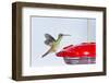 Buff-Bellied Hummingbird (Amazilia Yucatanensis) Landing at Feeder-Larry Ditto-Framed Photographic Print