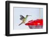 Buff-Bellied Hummingbird (Amazilia Yucatanensis) Landing at Feeder-Larry Ditto-Framed Photographic Print