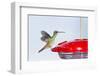 Buff-Bellied Hummingbird (Amazilia Yucatanensis) Landing at Feeder-Larry Ditto-Framed Photographic Print