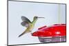 Buff-Bellied Hummingbird (Amazilia Yucatanensis) Landing at Feeder-Larry Ditto-Mounted Photographic Print