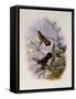 Buff-Breasted Hummingbird, Adelomyia Cervina-John Gould-Framed Stretched Canvas