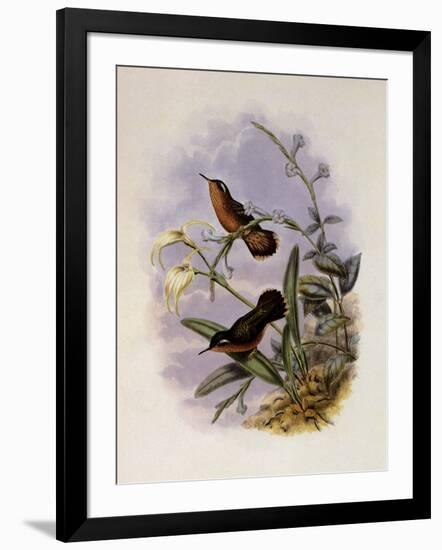 Buff-Breasted Hummingbird, Adelomyia Cervina-John Gould-Framed Giclee Print