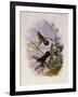 Buff-Breasted Hummingbird, Adelomyia Cervina-John Gould-Framed Giclee Print
