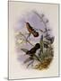 Buff-Breasted Hummingbird, Adelomyia Cervina-John Gould-Mounted Giclee Print