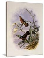 Buff-Breasted Hummingbird, Adelomyia Cervina-John Gould-Stretched Canvas