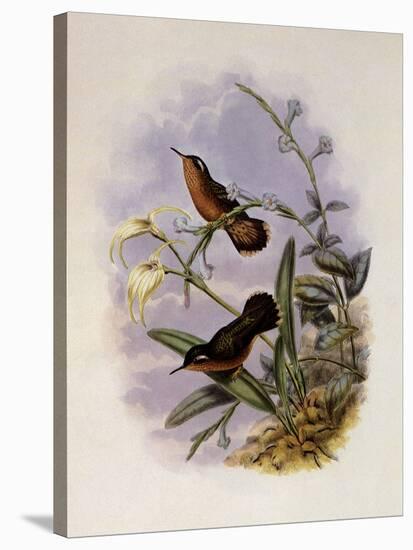 Buff-Breasted Hummingbird, Adelomyia Cervina-John Gould-Stretched Canvas