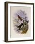 Buff-Breasted Hummingbird, Adelomyia Cervina-John Gould-Framed Giclee Print