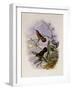 Buff-Breasted Hummingbird, Adelomyia Cervina-John Gould-Framed Giclee Print