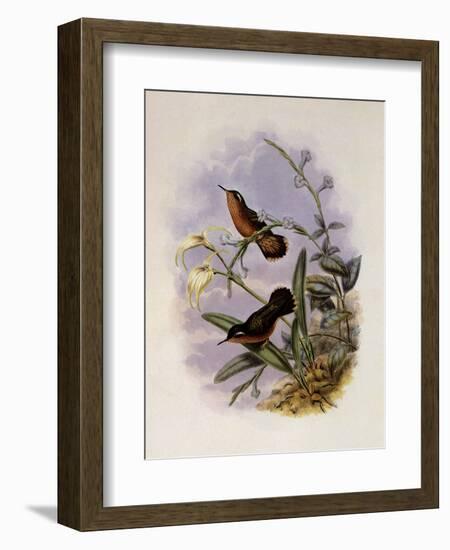 Buff-Breasted Hummingbird, Adelomyia Cervina-John Gould-Framed Giclee Print