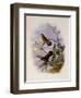 Buff-Breasted Hummingbird, Adelomyia Cervina-John Gould-Framed Giclee Print