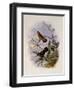 Buff-Breasted Hummingbird, Adelomyia Cervina-John Gould-Framed Giclee Print