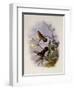 Buff-Breasted Hummingbird, Adelomyia Cervina-John Gould-Framed Giclee Print