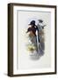 Buff-Breasted Paradise-Kingfisher (Tanysiptera Sylvia)-John Gould-Framed Giclee Print
