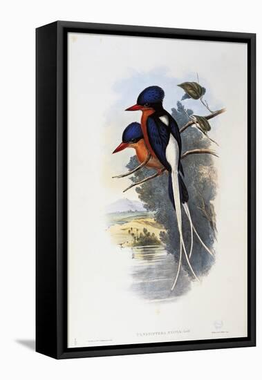 Buff-Breasted Paradise-Kingfisher (Tanysiptera Sylvia)-John Gould-Framed Stretched Canvas
