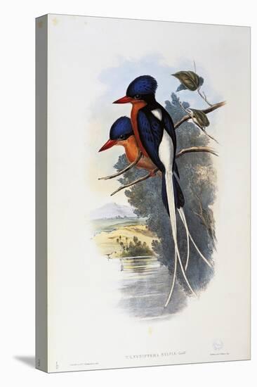 Buff-Breasted Paradise-Kingfisher (Tanysiptera Sylvia)-John Gould-Stretched Canvas