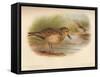 Buff-Breasted Sandpiper (Tringites rufescns), Bartrams Sandpiper (Bartramia longicauda), 1900, (1-Charles Whymper-Framed Stretched Canvas