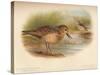 Buff-Breasted Sandpiper (Tringites rufescns), Bartrams Sandpiper (Bartramia longicauda), 1900, (1-Charles Whymper-Stretched Canvas