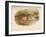 Buff-Breasted Sandpiper (Tringites rufescns), Bartrams Sandpiper (Bartramia longicauda), 1900, (1-Charles Whymper-Framed Giclee Print