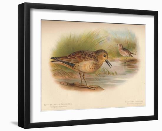 Buff-Breasted Sandpiper (Tringites rufescns), Bartrams Sandpiper (Bartramia longicauda), 1900, (1-Charles Whymper-Framed Giclee Print