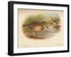 Buff-Breasted Sandpiper (Tringites rufescns), Bartrams Sandpiper (Bartramia longicauda), 1900, (1-Charles Whymper-Framed Giclee Print