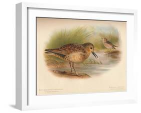 Buff-Breasted Sandpiper (Tringites rufescns), Bartrams Sandpiper (Bartramia longicauda), 1900, (1-Charles Whymper-Framed Giclee Print