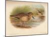 Buff-Breasted Sandpiper (Tringites rufescns), Bartrams Sandpiper (Bartramia longicauda), 1900, (1-Charles Whymper-Mounted Giclee Print