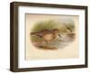 Buff-Breasted Sandpiper (Tringites rufescns), Bartrams Sandpiper (Bartramia longicauda), 1900, (1-Charles Whymper-Framed Giclee Print